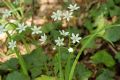 Allium pendulinum